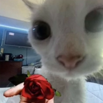 Izabellakate