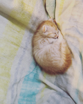 エビ猫グループ