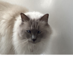 Sheldon The Cat