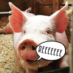 The Squealing Pigs