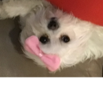 little girl doggy's
