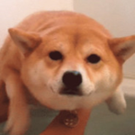 treip