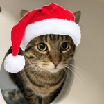 Christmas+Cat=CHRISTMAS CAT
