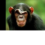 Funny Monkeys United!