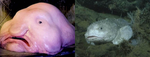 blobfish gruops