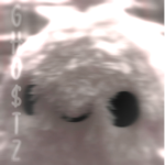 GH0$TZ