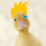 The DUCK Union