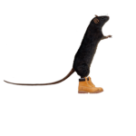 New York Rats