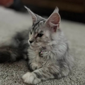 The Monkey's Story Roleplay