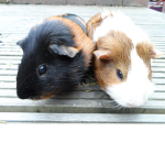 pip1st's Group