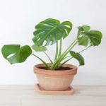 The Potted Plant Fan Club