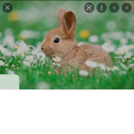 Asthetic love bunny besties