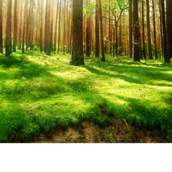 Lazer Forest Warfare