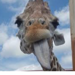 Giraffe hub