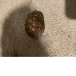 TURTLES UNITED TEEHEE