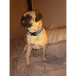 The pug dogs University
