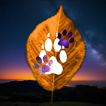 Cat person4562 group