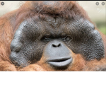 gorillas and monkey kings