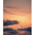 Xsunfloweri sunsetz