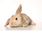 Bunny Cuties
