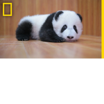 Panda fans for life!