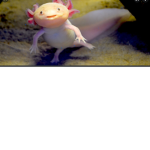 Axolotl gang/group