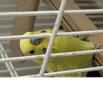 Eden’s Budgie squad