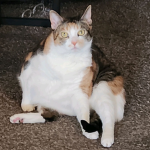 Jelly Biscuit