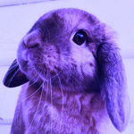 *. Aesthetic Bunnies .*