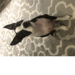 BABY DOG DOG
