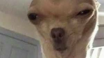 The little rats in the sewer under your basement