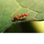 Fire Ant Studios