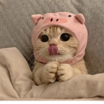 katsdesi