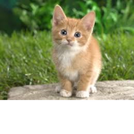 kitty fan club (OFFICAL)