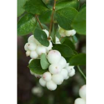 Snowberry Café