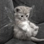 ~ chi kittys ~