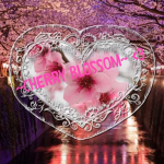 ~Cherry Blossom~ <3