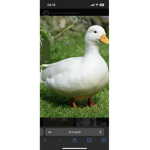 Ducky’s2