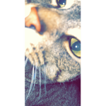 mqloz