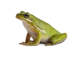 Fantasy Frog-o's Of The Future
