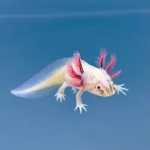 Axolatal