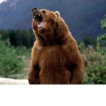 곰다방 Bear.DaBang