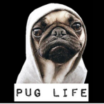 SAVAGE PUG GROUP!!!