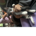 Genesis kitty’s