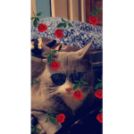 Sappynappy