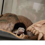 cave dwellers [wcue]