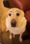 The dog group fan