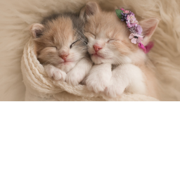 if u like cats today is ur lucky lucky day
