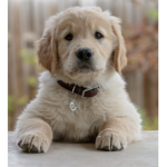 Puppy Xd