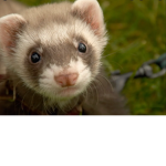Ferrets Forever Empire!